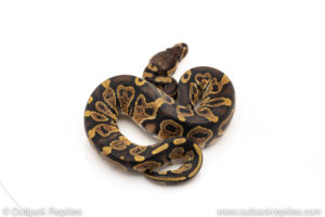 African Import Dinker Ball Python for sale