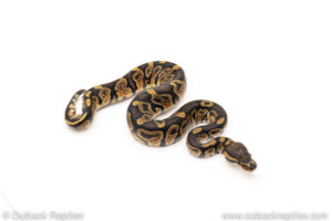 African Import Dinker Ball Python for sale