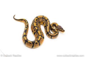 African Import Dinker Ball Python for sale