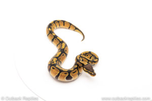 African Import Dinker Ball Python for sale