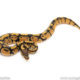 African Import Dinker Ball Python for sale