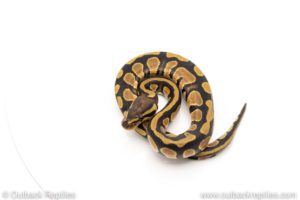 African Import Dinker Ball Python for sale