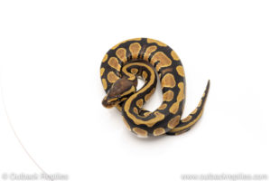 African Import Dinker Ball Python for sale
