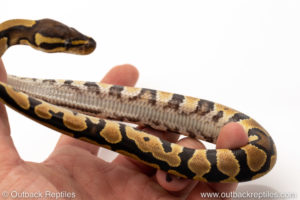 African Import Dinker Ball Python for sale