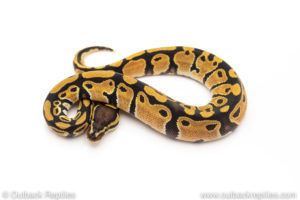 African Import Dinker Ball Python for sale