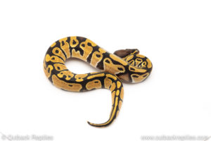 African Import Dinker Ball Python for sale