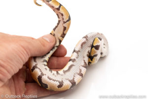 African Import Dinker Ball Python for sale