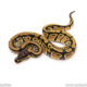 African Import Dinker Ball Python for sale