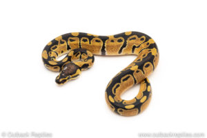 African Import Dinker Ball Python for sale