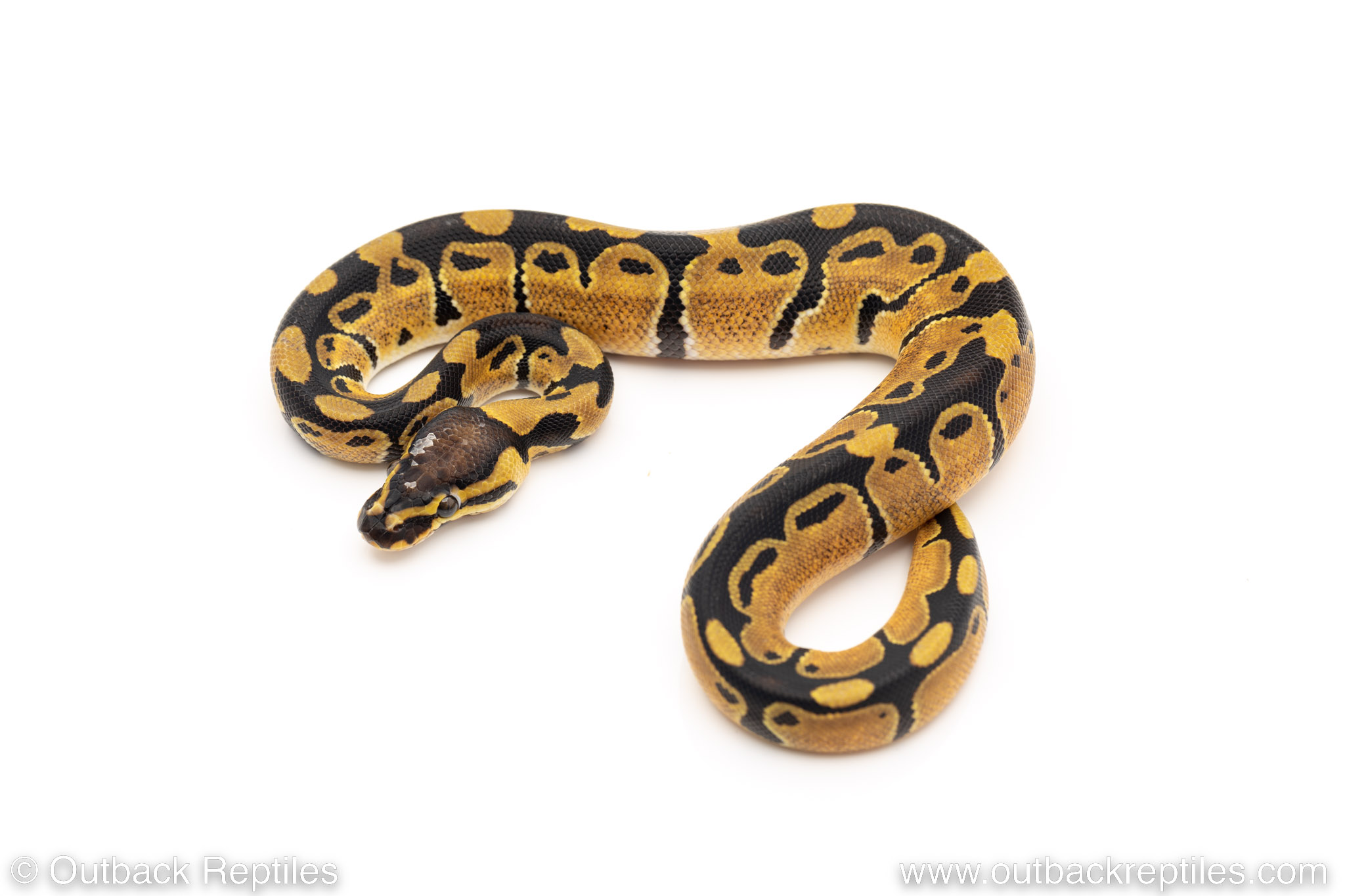Africa Import Ball Python Dinker #M17 – Jungly – Male | Outback Reptiles