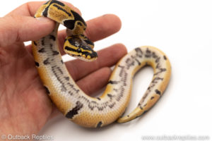 African Import Dinker Ball Python for sale