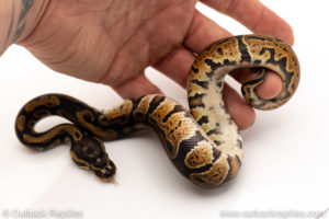 African Import Dinker Ball Python for sale