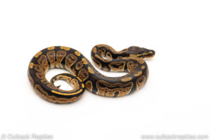 African Import Dinker Ball Python for sale