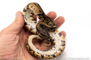 African Import Dinker Ball Python for sale