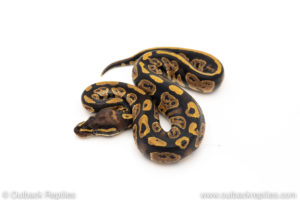 African Import Dinker Ball Python for sale