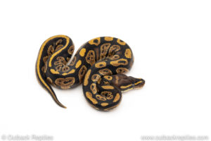 African Import Dinker Ball Python for sale