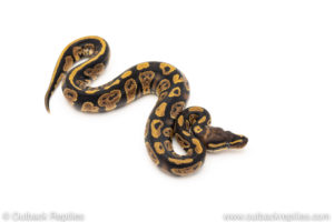 African Import Dinker Ball Python for sale