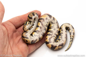 African Import Dinker Ball Python for sale