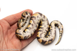 African Import Dinker Ball Python for sale