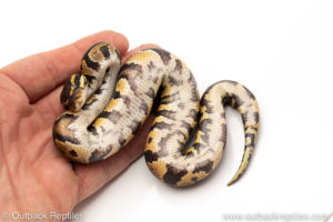African Import Dinker Ball Python for sale