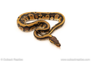 African Import Dinker Ball Python for sale