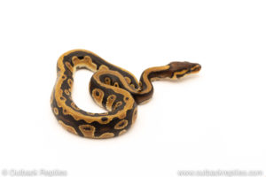 African Import Dinker Ball Python for sale