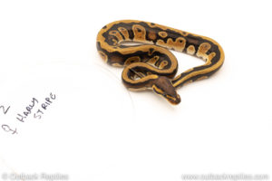 African Import Dinker Ball Python for sale