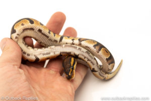 African Import Dinker Ball Python for sale