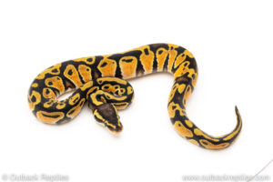 African Import Dinker Ball Python for sale