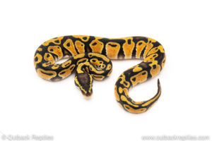 African Import Dinker Ball Python for sale