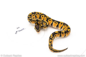 African Import Dinker Ball Python for sale