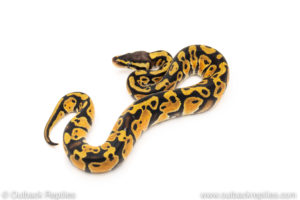 African Import Dinker Ball Python for sale