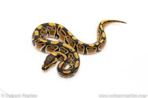 African Import Dinker Ball Python for sale