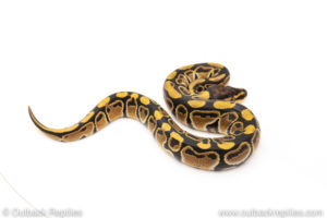 African Import Dinker Ball Python for sale