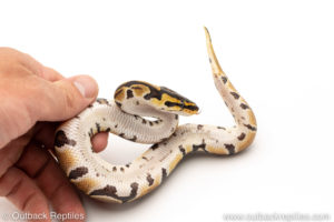 African Import Dinker Ball Python for sale