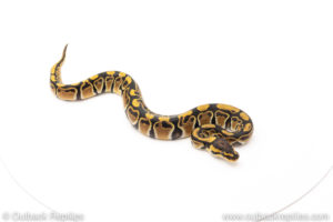 African Import Dinker Ball Python for sale