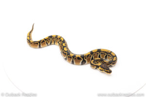 African Import Dinker Ball Python for sale