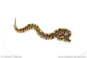 African Import Dinker Ball Python for sale