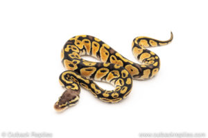 African Import Dinker Ball Python for sale