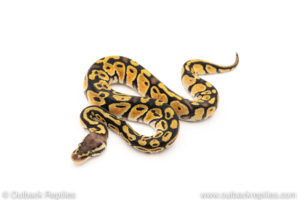 African Import Dinker Ball Python for sale