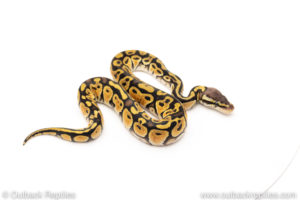 African Import Dinker Ball Python for sale