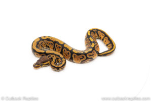 African Import Dinker Ball Python for sale