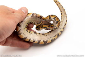 African Import Dinker Ball Python for sale