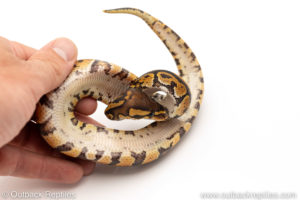 African Import Dinker Ball Python for sale
