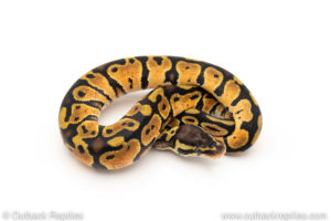 African Import Dinker Ball Python for sale