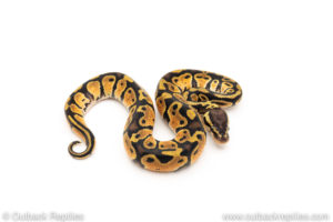 African Import Dinker Ball Python for sale