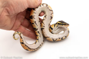 African Import Dinker Ball Python for sale