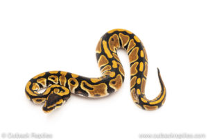 African Import Dinker Ball Python for sale