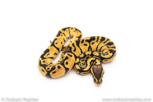 Africa import dinker ball python for sale