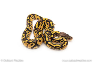 Africa import dinker ball python for sale